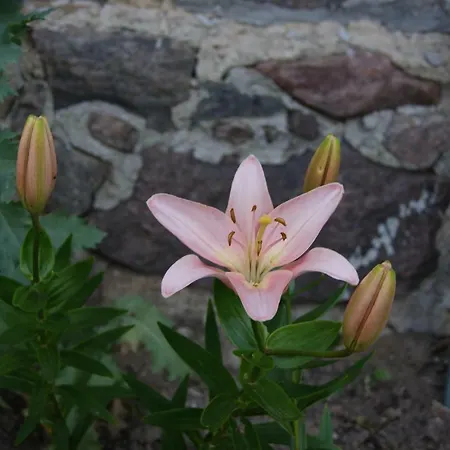 Country house Kamienna