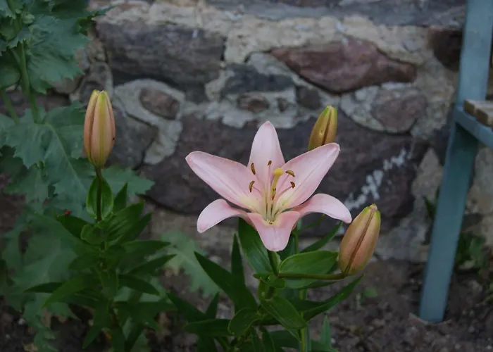 Lantställe Kamienna